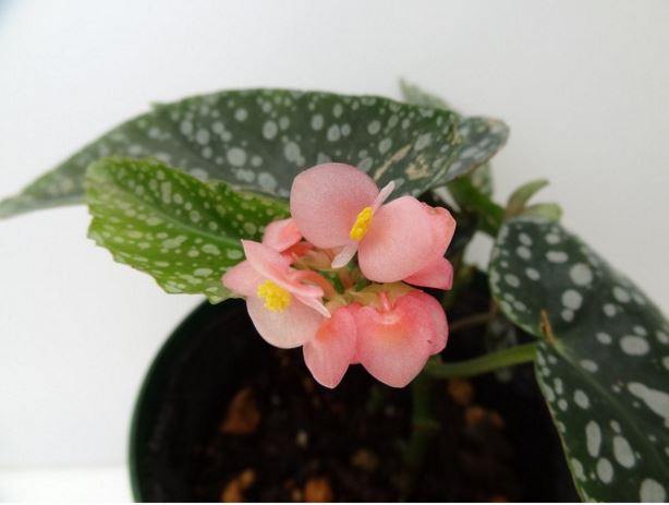 B. ‘Hoshigaoka’